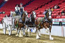 Riverside Clydesdales at the 2023 WCS