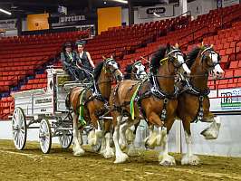 Riverside Clydesdales at the 2023 WCS